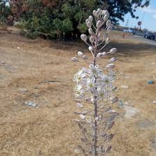 Image result for Drimia