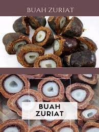Zuriat ibnu sina adalah buah herbal yang banyak di temui di yaman, arab saudi dan mesir, bermanfaat. Buah Zuriat Di Mekah Buah Zuriat Dalam Hadits Buah Zuriat Di Superindo