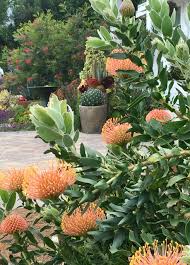 Australian Succulents Low Water Garden Low Water Gardening Australian Native Garden Native Garden