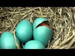 Baby Bird Hatching Video 8 Min Long For More Information On The Care Of Hatchlings See Http Www Snopes Com Critters Oviparous Animals Bird Baby Bird