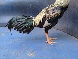 Ayam Wido Jalak Silangan Mangon Birma Win 2x Jalu Sadis Ngeri Youtube