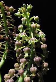 Image result for Ledebouria Unidentified sp. no6.