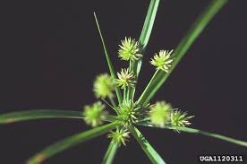 Image result for Cyperus nuerensis