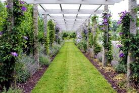 Check spelling or type a new query. Clematis In The Garden Planting Maintenance And Hibernation Clematis Interior Design Ideas Ofdesign