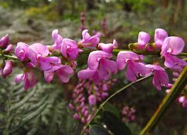 Image result for Indigofera adenoides