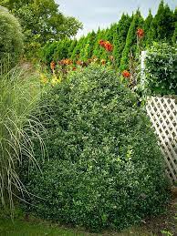 You may choose to move the row 1 to 2 feet left or right to immediately disguise an unpleasant object, like a tv cable post. Blue Princess Holly For Sale Online The Tree Center