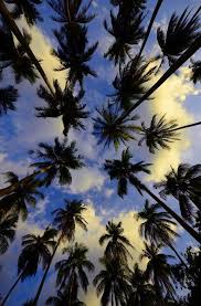树荫盛载 来自皱眉王joy的图片分享 堆糖网 tumblr iphone wallpaper tumblr wallpaper palm trees