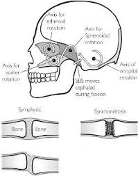 Sphenobasilar Synchondrosis Definition Of Sphenobasilar Synchondrosis By Medical Dictionary Medical Dictionary Medical Terms Massage Therapy