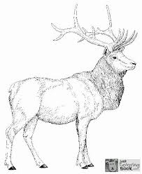 Free Printable Elk Coloring Pages Coloring Home Throughout Eurasia Elk Coloring Pages Free Download Deer Coloring Pages Moose Pictures Beach Coloring Pages
