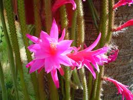 Image result for Tapinanthus erectotruncatus