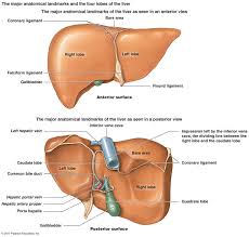 The prevalence and potential value of the detection of signs of portal hypertension by duplex doppler ultrasound (ddu) of the ligamentum teres and portal vein in patients with known or suspected chronic liver disease and/or portal hypertension was studied in 136 consecutive patients undergoing clinical assessment including that of liver histopathology. Abdomen Solid Viscus Liver Ranzcrpart1 Wiki Fandom