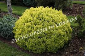 Taxus Cuspidata Dwarf Bright Gold A Broad Upright Golden Yellow Cultivar With Dazzling Gold Needles In Full Sun Or Gr Conifers Garden Trees Trees And Shrubs