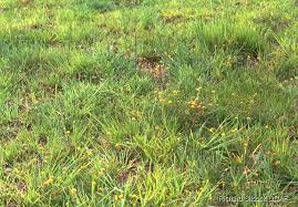 Image result for Lotononis bainesii