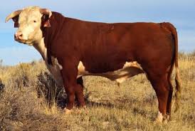 Argentina Drawing Natural Gas From Cow Burps Hereford Cattle Beef Cattle Hereford Cows