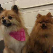 Pawsitive Paws Academy