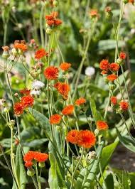 Image result for Emilia coccinea
