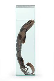 Squidshark > krakenhai muss man wohl nicht viel zu sagen, bei den tentakeln. Der Kragenhai Jurassic Shark Meertext