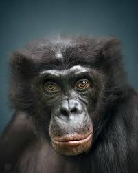 Animal Personality Bonobo Clyde Bonobo Animals Animal Photography