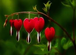 Black And White Bleeding Heart Flower Images Red Bleeding Heart Flower Garden Of Eden Pinterest Bleeding Heart Flower Bleeding Heart Flower Heart