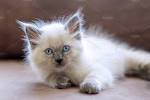 Available Balinese Kittens For Sale & Cats For Adoption