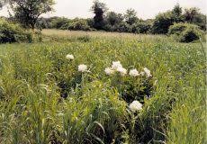 Bildergebnis für Simone Nieweg