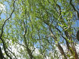 E, young leaves on twisted branches. Curly Willow