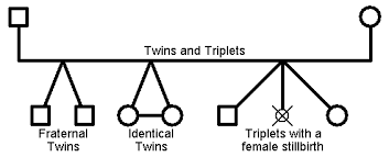 Genogram Symbols Genopro