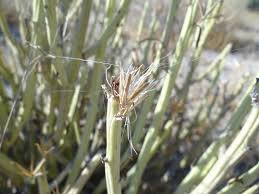 Image result for Kleinia longiflora