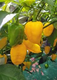 Provide a sandy loam soil that drains well and contains plenty of organic matter. Maximizing Yield When Growing Pepper Plants Chilepeppers Com