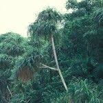 Image result for Pandanus candelabrum