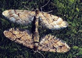 Image result for Eupithecia lanceata