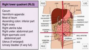 Anatomical quadrants of abdomen / anatomical position abdominal regions diagram quizlet related posts of anatomical quadrants. Anterior Abdominal Wall