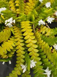 Image result for Angraecum distichum