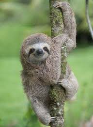 Cute Sloth Cutesloth Cute And Beautiful Sloth Cute Baby Sloths Cute Sloth Pictures Sloth Photos