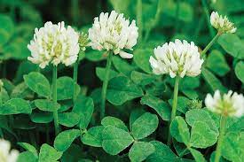 In the event that you never have encountered with best weed executioner for clover, and have been. Clover Weed Prevention And How To Kill It