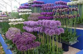 Pin On Gardening Ideas And Tips