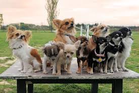 The coat of the long haired chihuahua will not need trimming either. What Are The Most Common And Best Chihuahua Colors K9 Web