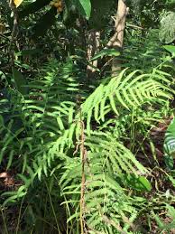 Image result for Thelypteris confluens