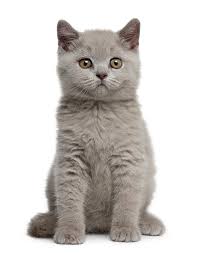 Mother Of The Cats