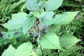 Image result for Laportea alatipes