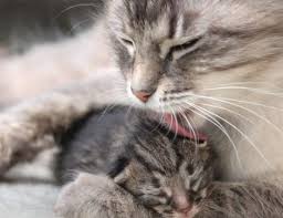 I think the only thing you really can do is shoe him my cat shelby will do that too, but it is not necessarily good for your cat. Why Does My Cat Lick My Hair Pets Care