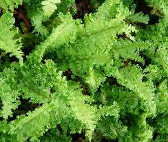 In spite of poor absorption, serious poisoning can occur, for example when absorption is increased by the presence of fatty foods. Dryopteris Filix Mas Crispa Cristata