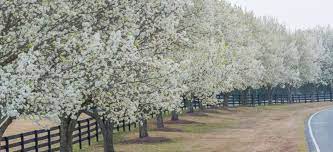 Bradford pear trees generally start out somewhat tall and thin, and eventually mature to a spherical shape as depicted in the previous photo. Say No To The Bradford Pear Tree Premier Tree Solutions