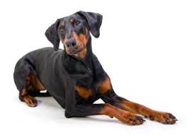 Er gilt also als sogenannter ein mann hund. Hunderasse Dobermann Charakter Und Wesen Futalis De