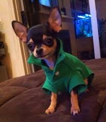 Informal Chi Chihuahu Dorthy L Deal Chihuahua Chihuahua Welpen Susse Tiere
