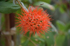 Image result for Combretum constrictum