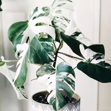 Monstera Variegata Https Bloomcollege Com Au Blog Monstera Variegata Xfwym5nkhzg Variegated Plants Ornamental Plants Plant Leaves