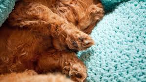 Maybe you would like to learn more about one of these? How Much Do Pet Sitters Charge Angi Angie S List