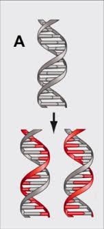 Terms in this set (24). Genetics Week 1 Flashcards Quizlet