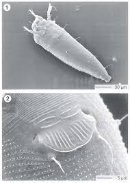 Image result for Calepitrimerus vitis